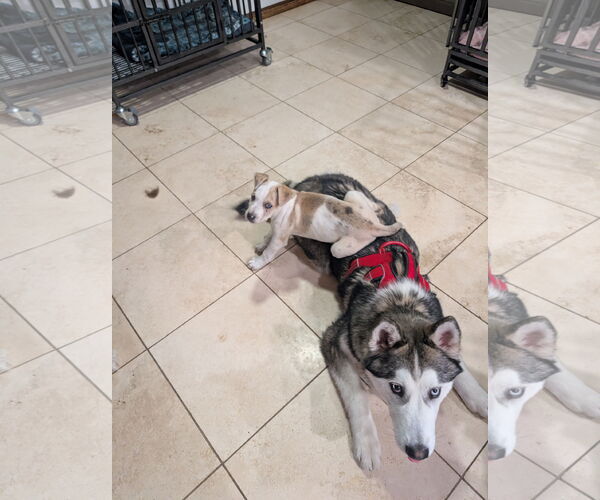 Medium Photo #3 Australian Shepherd-Unknown Mix Puppy For Sale in Aurora, CO, USA