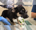 Small #1 German Shepherd Dog Mix