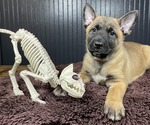 Puppy Atlas Belgian Malinois