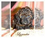 Small Photo #2 Poodle (Toy) Puppy For Sale in BALTIMORE, MD, USA