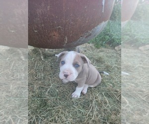American Pit Bull Terrier Puppy for sale in OAKLAND, OR, USA