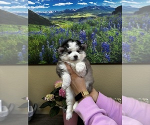 Pomsky Puppy for sale in HENDERSON, CO, USA