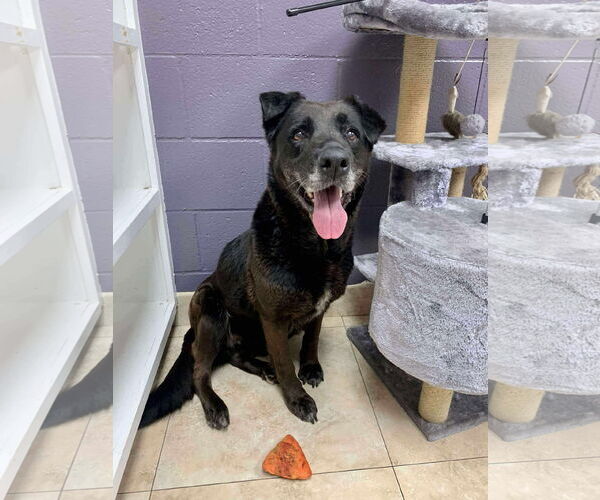 Medium Photo #10 Labrador Retriever-Unknown Mix Puppy For Sale in San Diego, CA, USA