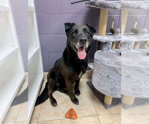 Apple - Female Labrador Retriever-Unknown Mix Dog for Adoption - Photo #10
