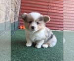 Small #1 Pembroke Welsh Corgi