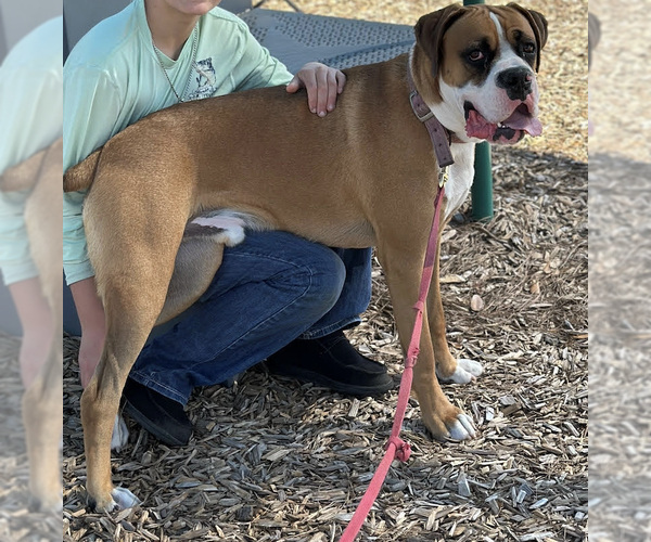 Medium Photo #3 Boxer Puppy For Sale in  Katy, TX, USA