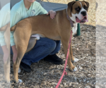 Small #2 Boxer
