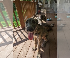 Irish Wolfhound Puppy for sale in GENEVA, OH, USA