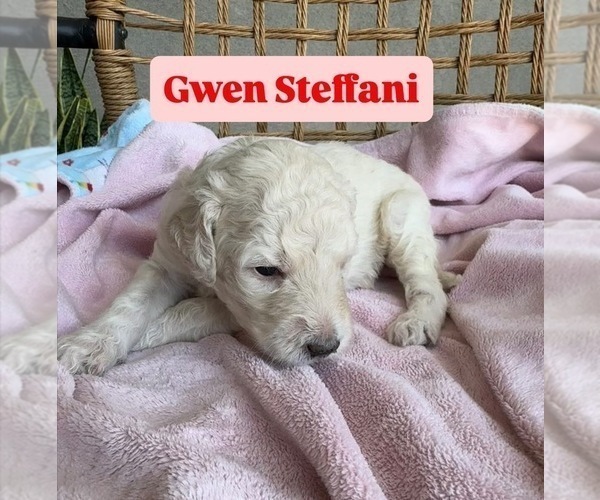 Medium Photo #41 Goldendoodle Puppy For Sale in TUCSON, AZ, USA