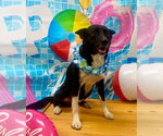 Small #2 Labrador Retriever Mix