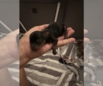Small #3 Yorkshire Terrier