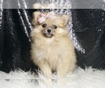 Puppy Maybel akc Pomeranian