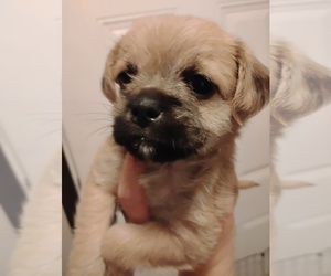 Poodle (Toy)-Pug Mix Puppy for sale in NEW WAVERLY, TX, USA