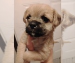 Image preview for Ad Listing. Nickname: Pug a poos