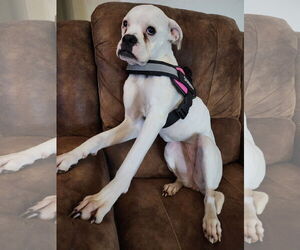 Bull-Boxer Dogs for adoption in Chandler, AZ, USA