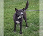 Small #4 Collie Mix
