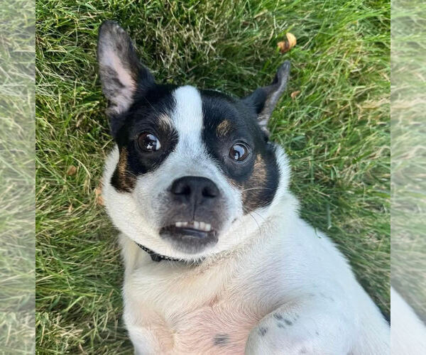 Medium Photo #1 Raggle Puppy For Sale in Princeton, MN, USA