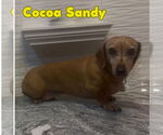 Small #3 Dachshund