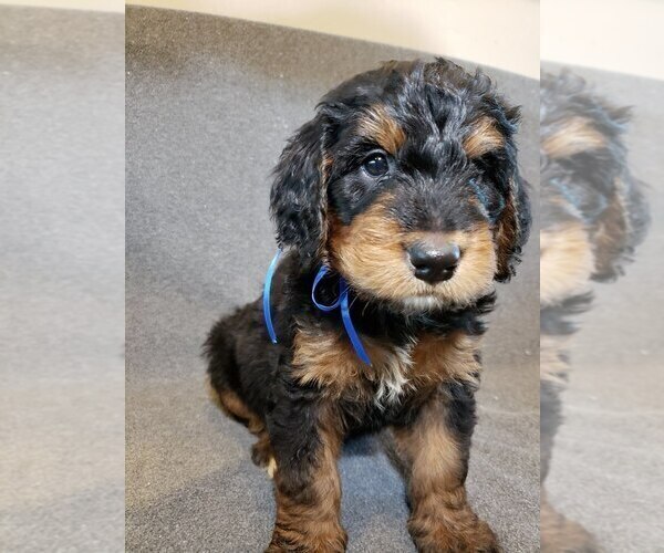 Medium Photo #2 Bernedoodle Puppy For Sale in GRANTSVILLE, UT, USA