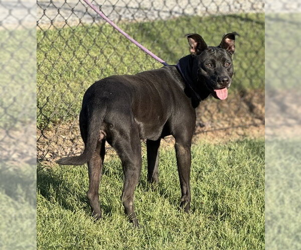 Medium Photo #2 Mutt Puppy For Sale in Lake Wylie, SC, USA