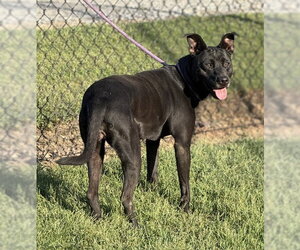 Nyla - Female Mutt Dog for Adoption - Photo #2
