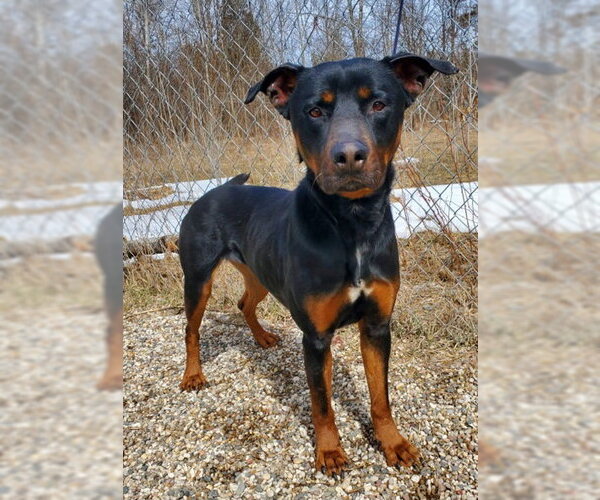 Medium Photo #1 Rottweiler Puppy For Sale in Lake City, MI, USA