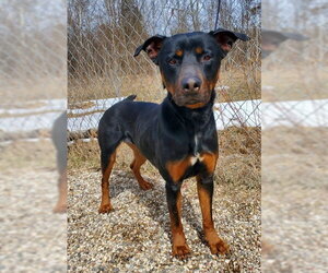 Rottweiler Dogs for adoption in Lake City, MI, USA