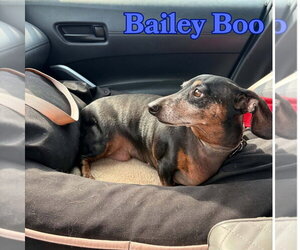 Bailey Boo - Female Dachshund Dog for Adoption - Photo #6