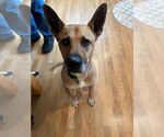 Small #3 German Shepherd Dog Mix