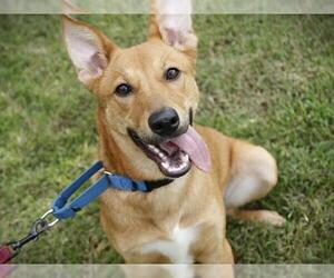 Carolina Dog-Unknown Mix Dogs for adoption in Tallahassee, FL, USA