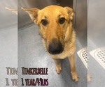 Small #3 German Shepherd Dog Mix