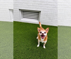 Charley - Male Chihuahua-Unknown Mix Dog for Adoption - Photo #3