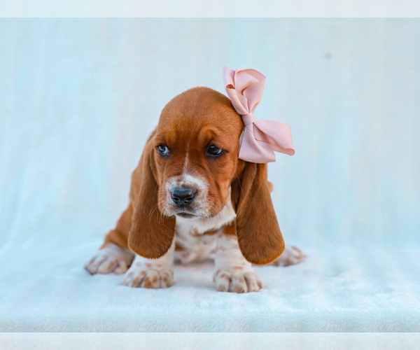 Medium Photo #3 Basset Hound Puppy For Sale in LIBERTY, KY, USA