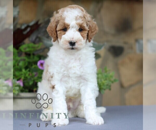 Medium Photo #1 Goldendoodle (Miniature) Puppy For Sale in EAST EARL, PA, USA