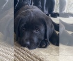 Puppy Pepper Labrador Retriever