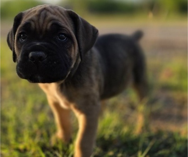 Medium Photo #7 Cane Corso Puppy For Sale in BANGS, TX, USA