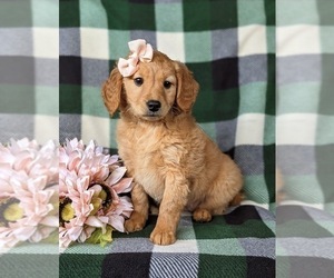 Goldendoodle (Miniature) Puppy for sale in KIRKWOOD, PA, USA