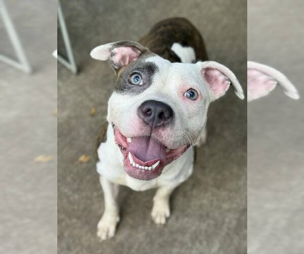 Medium Photo #1 Mutt Puppy For Sale in Crete, IL, USA