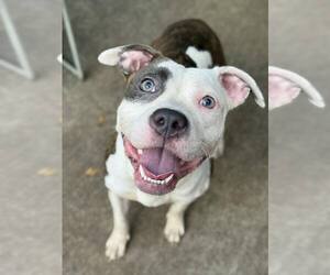 Mutt Dogs for adoption in Crete, IL, USA