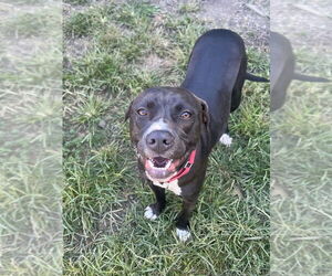 AC - Kai - Male American Pit Bull Terrier-American Staffordshire Terrier Mix Dog for Adoption - Photo #24