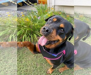 Rottweiler Dogs for adoption in Fort Worth, TX, USA