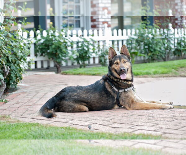 Medium Photo #4 German Shepherd Dog-Unknown Mix Puppy For Sale in San Jose, CA, USA