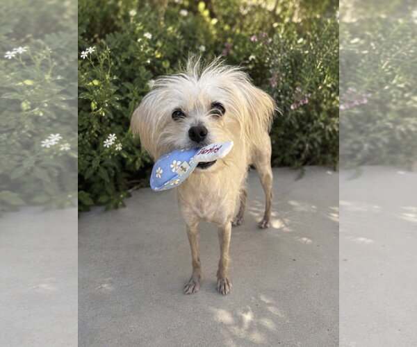 Medium Photo #2 Maltese-Unknown Mix Puppy For Sale in Lake Elsinore, CA, USA