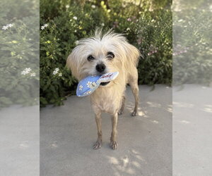 Odette aka Hair Do - Female Maltese-Unknown Mix Dog for Adoption - Photo #2