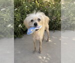 Small #1 Maltese Mix