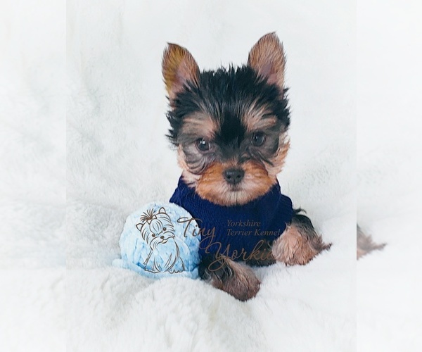 Medium Photo #3 Yorkshire Terrier Puppy For Sale in VANCOUVER, WA, USA