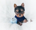 Small Photo #3 Yorkshire Terrier Puppy For Sale in VANCOUVER, WA, USA