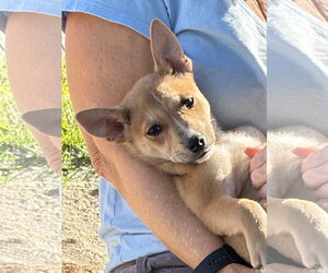 Mutt Dogs for adoption in Royal Palm Beach, FL, USA