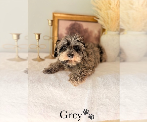 Medium Photo #13 YorkiePoo Puppy For Sale in MURFREESBORO, TN, USA