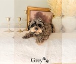 Small #12 YorkiePoo